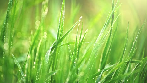 sliding shot of fresh green grass in the park.  macro view of wet grass with water drops at sunrise. 4k, uhd