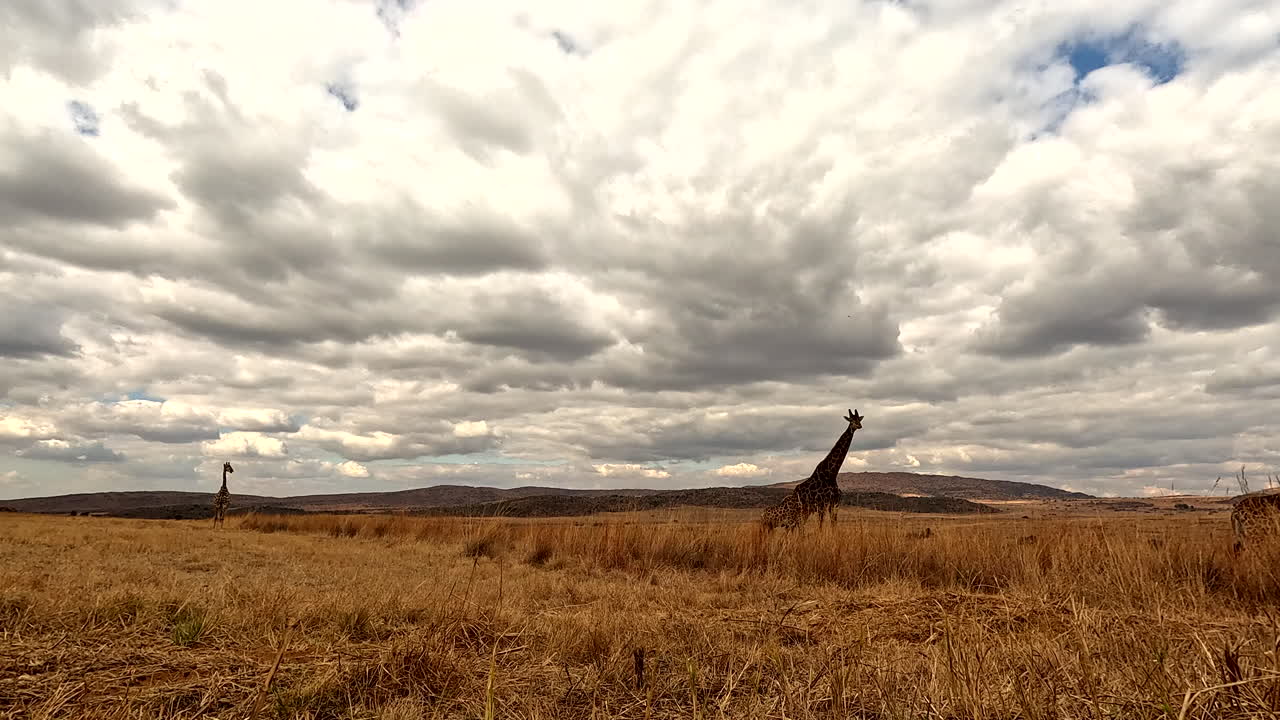 Journey of cape giraffes walk in golden grassy field under dramatic cloudy sky