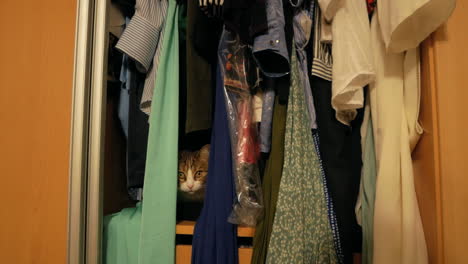 domestic cat hiding in the closet looking through clothes with eyes wide open - handheld shot