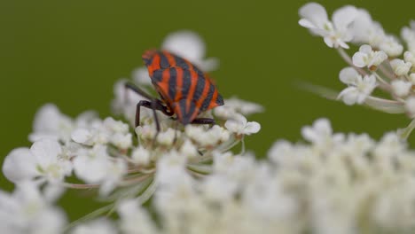 Close-up-shot-of-fire-bug-resting-on-white-flowers-in-nature-during-spring-season