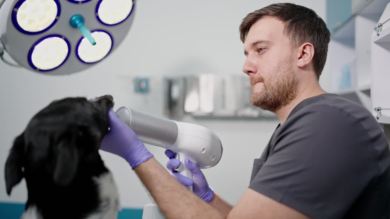 A male veterinarian uses special device to examine the teeth of a black dog during a routine examination in a veterinary clinic