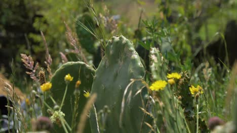 planta de atún en el jardín con margaritas amarillas