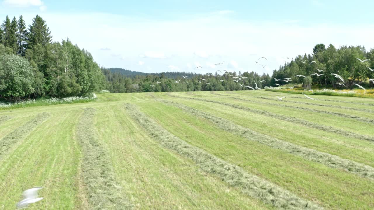 농장 위 를 날아다니는 새 들 의  ⁇  - 드론  ⁇