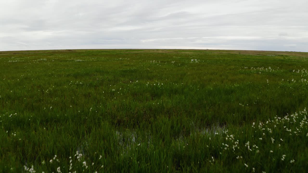 дрон, летящий низко над размороженной тундрой вблизи арктики в барроу, аляска, с травой, водой и цветами.