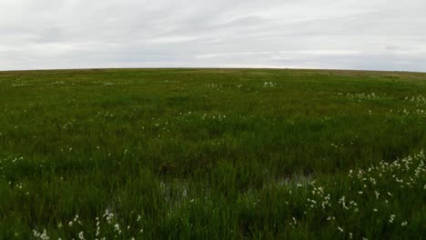 aerial drone shot flying low over thawed tundra permafrost near the arctic in barrow alaska with grass water and flowers