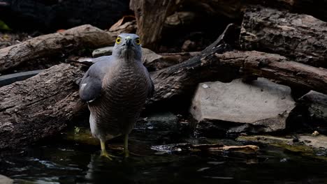 Das-Shikra-Ist-Ein-Kleiner-Raubvogel,-Der-In-Asien-Und-Afrika-Vorkommt