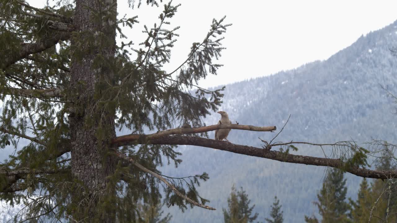 un cuervo albino posado en la rama de un árbol cerca de la isla de vancouver en canadá en un día de niebla - tiro medio