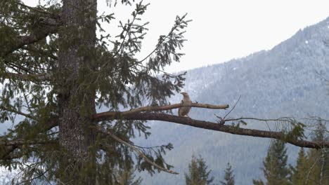 Ein-Albino-Rabe,-Der-An-Einem-Nebligen-Tag-Auf-Dem-Ast-In-Der-Nähe-Von-Vancouver-Island-In-Kanada-Sitzt---Mittlerer-Schuss