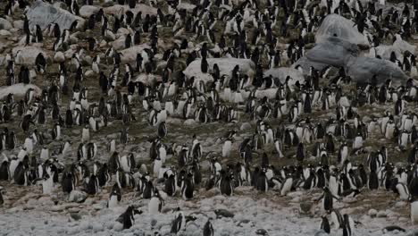 rare big group of penguins on beach, summer in antarctica