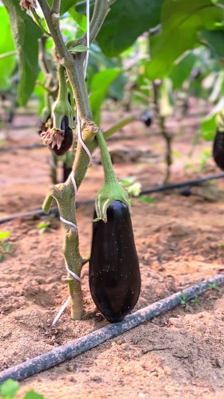 Vertical view of eggplant maturing on plant with visible drip irrigation—ideal for farming, sustainability, or organic food content