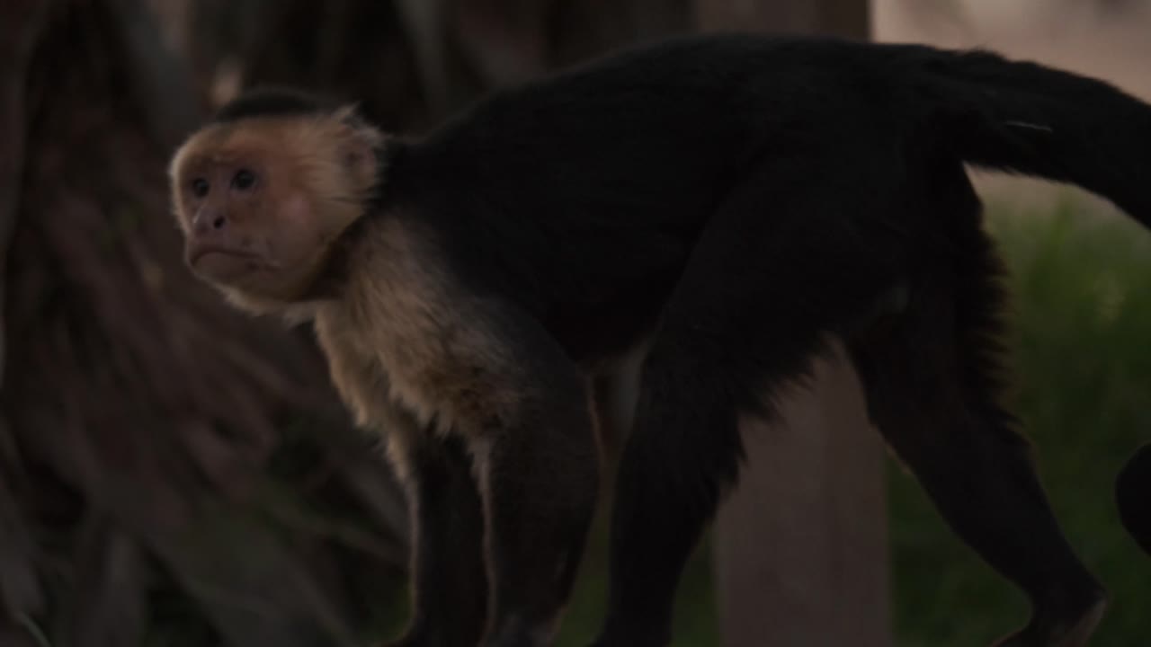 un pequeño mono capuchino camina de un lado a otro