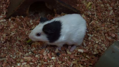 un conejillo de indias lindo y adorable en cautiverio, alimentándose de verduras frescas, tiro de cerca