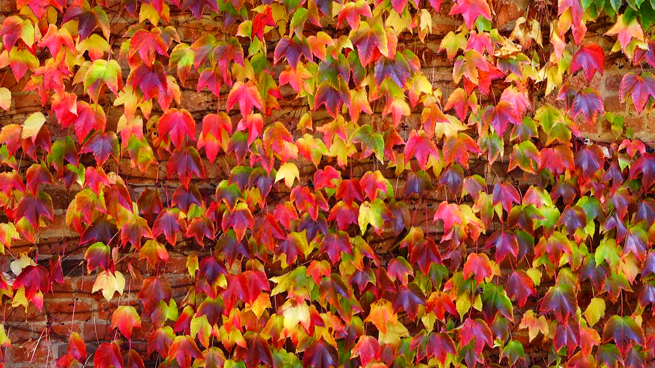 Edera sul muro di mattoni della casa. Riprese in autunno
