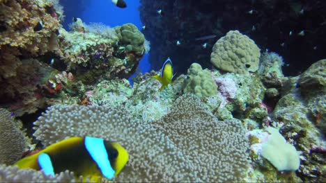 clownfish nemo hiding in carpet coral home, lots of other fish swimming around the coral reef with crystal clear blue water behind