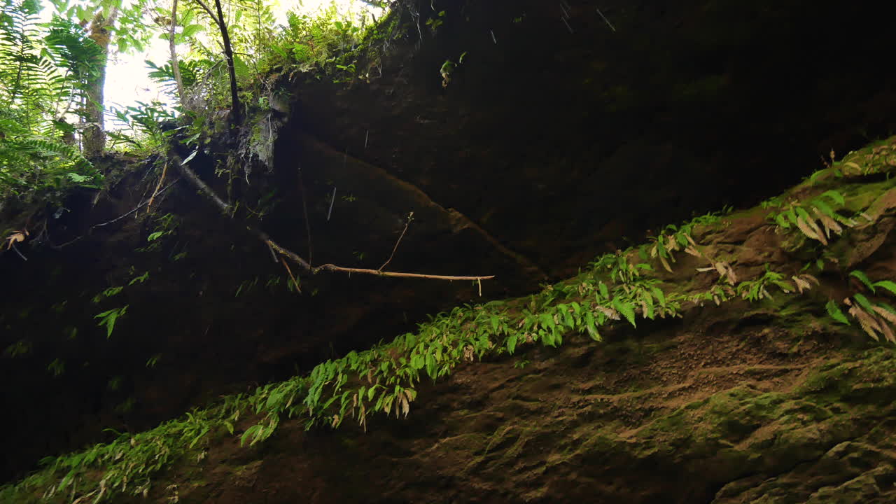 lluvia cayendo en una densa selva tropical durante la luz del sol en el cielo