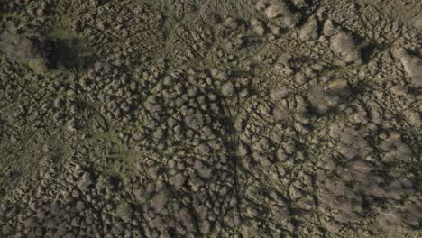 vista panorámica aérea de arriba otoño patrón textura reserva natural matorral