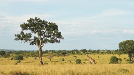 Slow-Motion-Shot-of-African-Wildlife-giraffe-in-Maasai-Mara-National-Reserve-walking-across-the-lush-wide-open-plains-in-Kenya,-Africa-Safari-trip-in-Masai-Mara-North-Conservancy