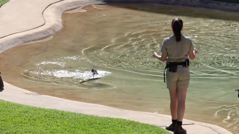 zookeeper interacts with cormorant in water