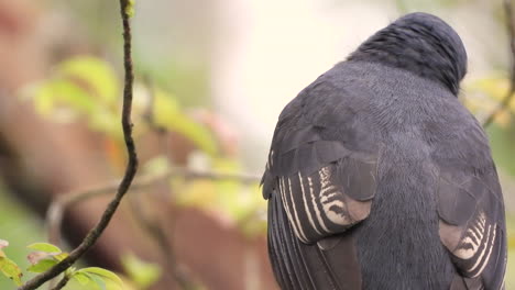 Trogón-De-Cola-Negra-Posado-En-Una-Rama,-Vuela-Rápidamente