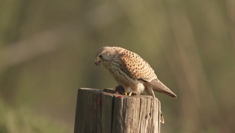 common kestrel bird eating hunted mice on wooden pole, static view