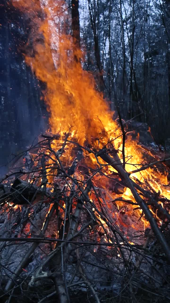 Large fire, bonfire or a orange vibrant yellow campfire burning with intense heat, sparks and embers in a winter or autumn forest during dusk or dawn time creating white and blue smoke in the air.