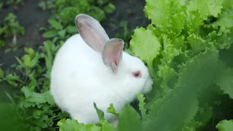 white rabbit eating lettuce in a garden