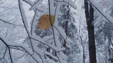 Underneath-bare-tree-branches-coated-in-fresh-snow