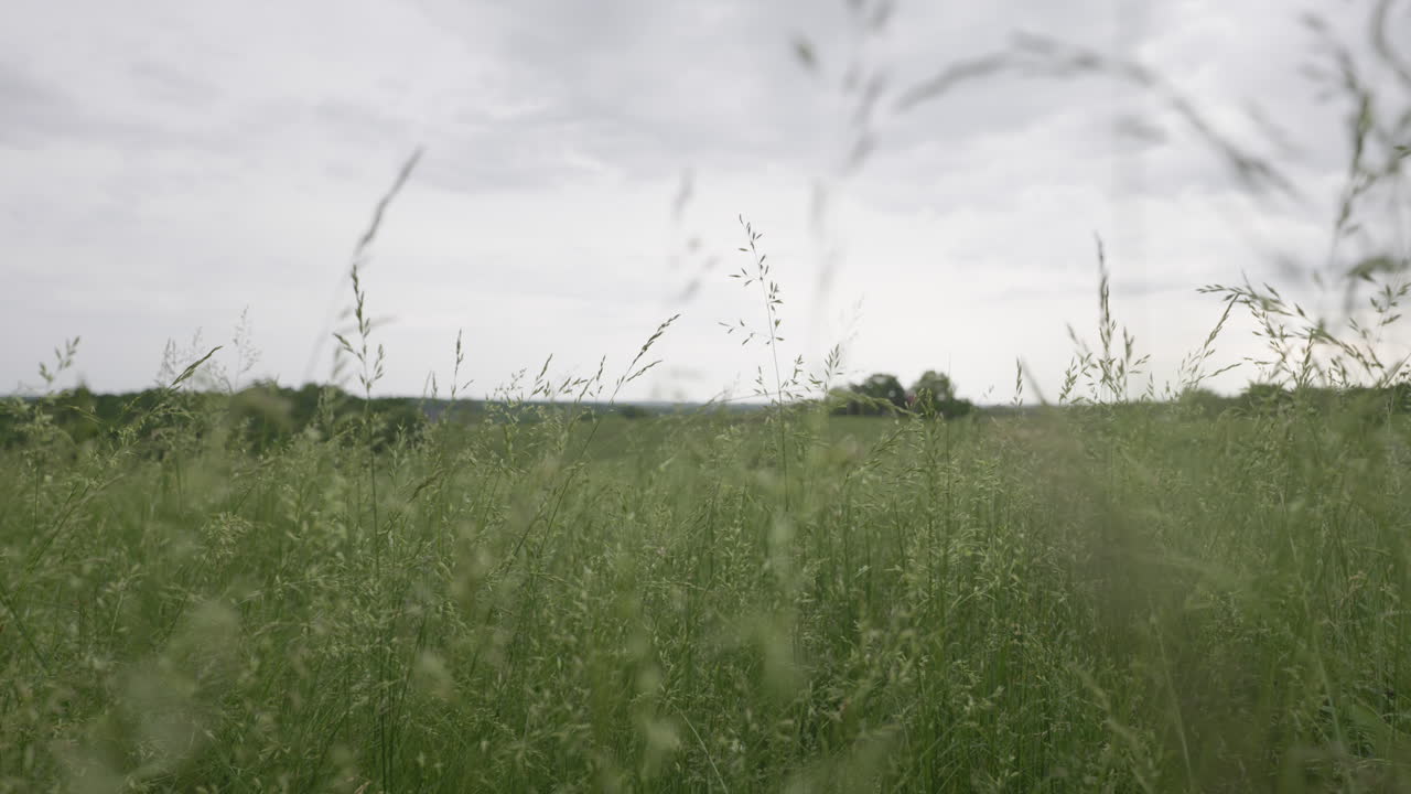 넓고 빈 들판의 키 큰 잔디를 통해 천천히 낮은 각도로 밀어 넣습니다.
