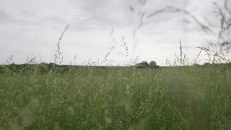 slow, low angle push in through tall grass in large, empty field