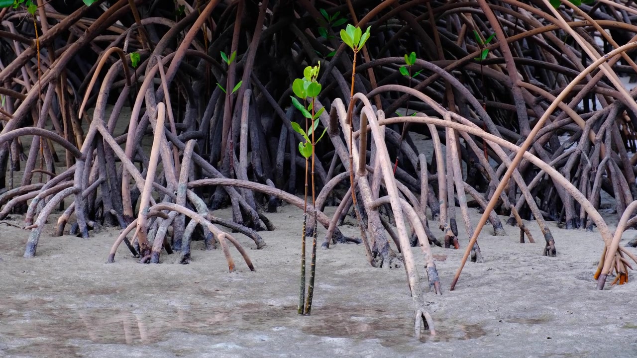Young mangrove plant growing in sand near mature mangrove forest roots on tropical island in Fiji, South Pacific