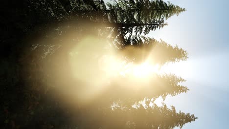 sun beams through trees