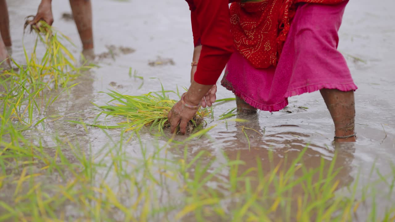 Donna indiana in sari vivace che lavora nelle risaie e sorride mentre pianta piantine, video 4k