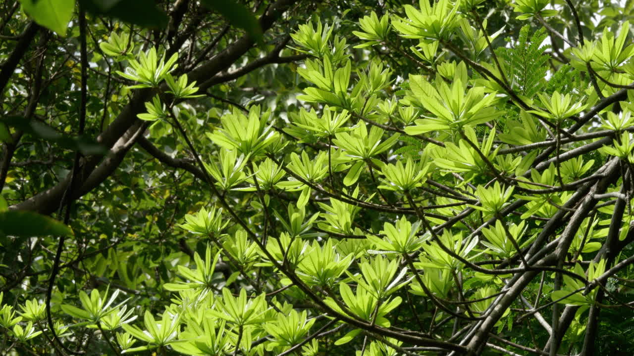 Close up shot of green leaves in the garden
