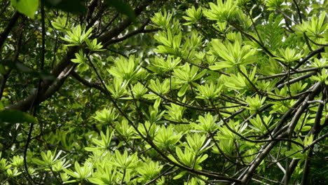close up shot of green leaves in the garden