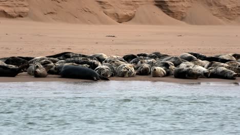 Kegelrobben-An-Einem-Strand-An-Der-Mündung-Des-Ythan-Aberdeenshire-Schottland-Hochgezogen