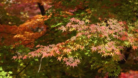 Coloridas-Hojas-De-Arce-Otoñales-Moviéndose-Con-La-Brisa-En-Japón