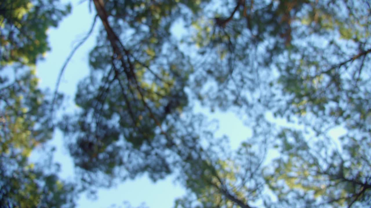 Out of focus tree tops and sky in dense forest area on sunny day