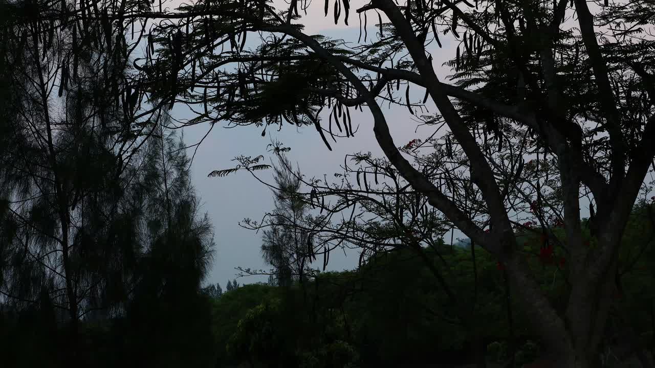 Silhouette of Trees at Dusk/Twilight