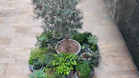 urban courtyard garden with potted plants