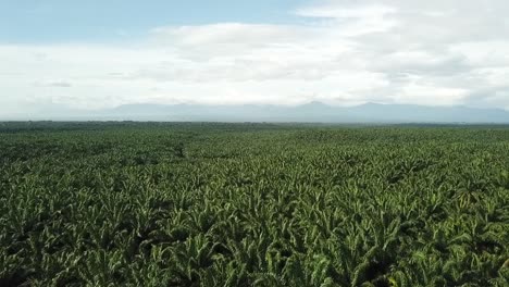 Drone-flying-over-palmoil-plantations-in-Sumatra,-Indonesia