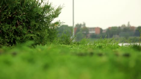 Oberseite-Des-Trimmens-Einer-Grünen-Thuja-Hecke