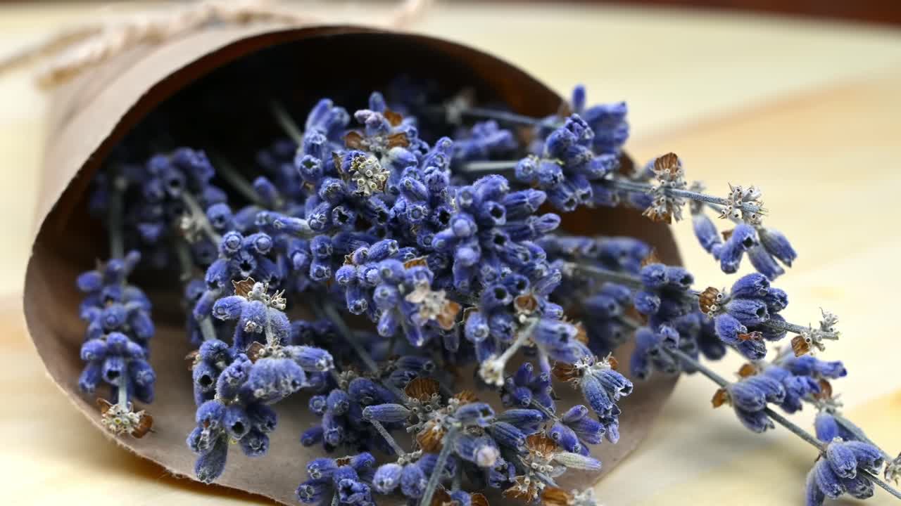 British fold cat turns his head and looks up while resting on the floor. Warm light. Close up. Slow motion