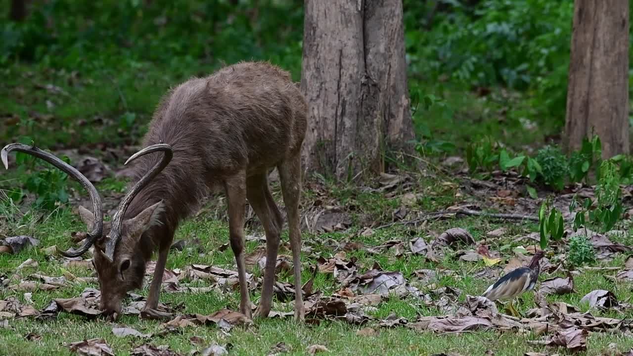 mirando hacia la izquierda mientras la garza china se acerca, salta hacia la derecha después de que el ciervo la asusta