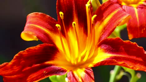 macro static video of a tiger lily flower