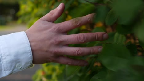 hand touching green leaves