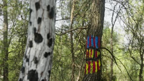 camera focus blur change of painted tree trunks in catalonia forest in spain