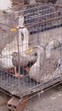 Ducks in a cage