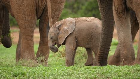 baby elephant kneels down on front legs between adult elephant legs, addo elephant national park
