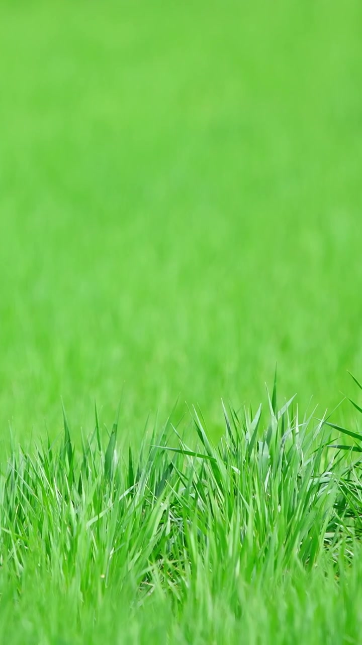 Primo piano di erba verde che ondeggia nel vento