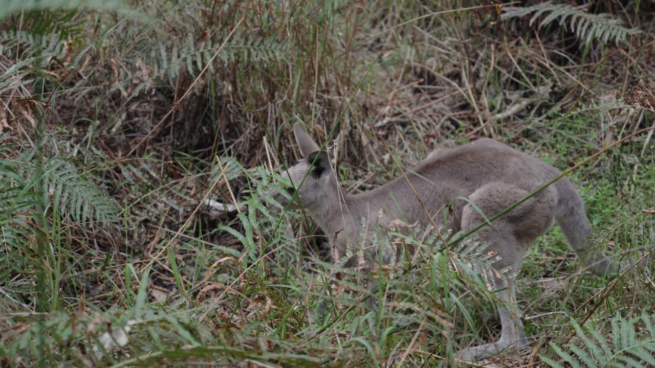 거루, 포유류, 초식동물, 야생동물, 오스트레일리아 원주민, 근접